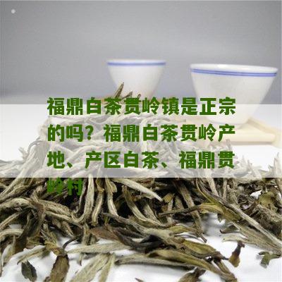 福鼎白茶贯岭镇是正宗的吗？福鼎白茶贯岭产地、产区白茶、福鼎贯岭村