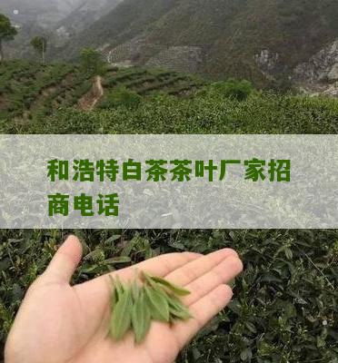 和浩特白茶茶叶厂家招商电话