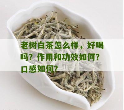 老树白茶怎么样，好喝吗？作用和功效如何？口感如何？