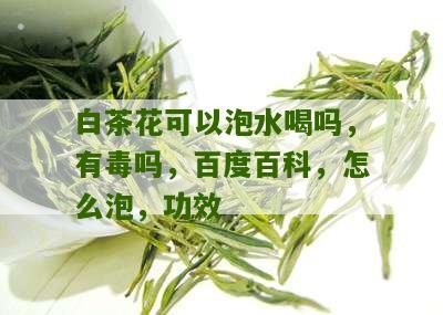 白茶花可以泡水喝吗，有毒吗，百度百科，怎么泡，功效