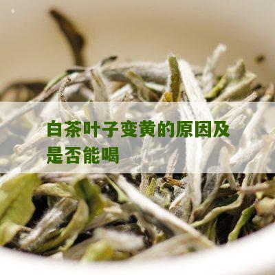 白茶叶子变黄的原因及是否能喝