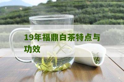 19年福鼎白茶特点与功效