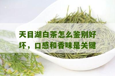 天目湖白茶怎么鉴别好坏，口感和香味是关键