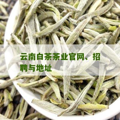 云南白茶茶业官网、招聘与地址