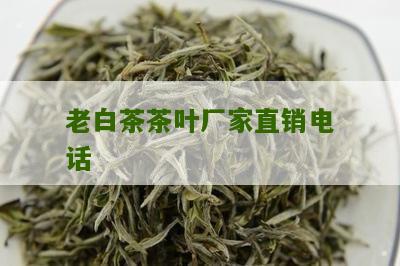 老白茶茶叶厂家直销电话