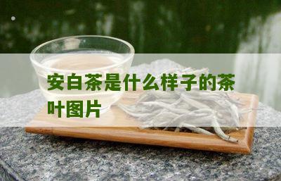 安白茶是什么样子的茶叶图片