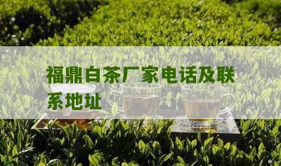 福鼎白茶厂家电话及联系地址