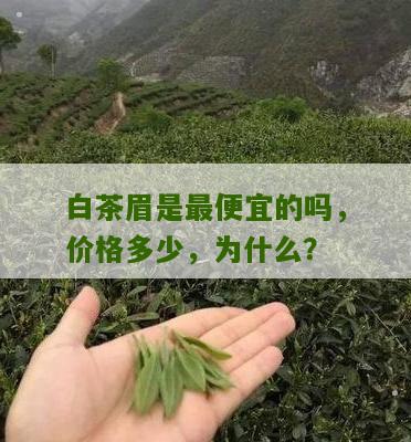 白茶眉是最便宜的吗，价格多少，为什么？