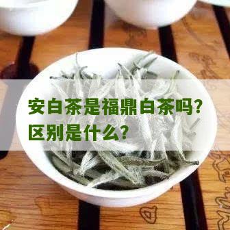 安白茶是福鼎白茶吗？区别是什么？