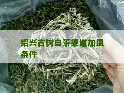 绍兴古树白茶渠道加盟条件