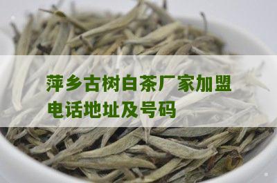 萍乡古树白茶厂家加盟电话地址及号码