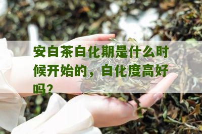 安白茶白化期是什么时候开始的，白化度高好吗？