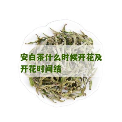 安白茶什么时候开花及开花时间结