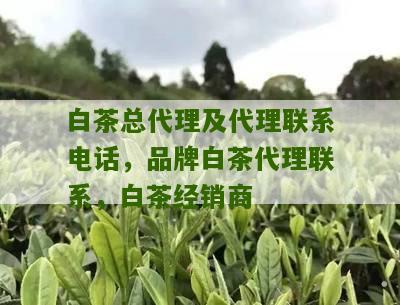 白茶总代理及代理联系电话，品牌白茶代理联系，白茶经销商