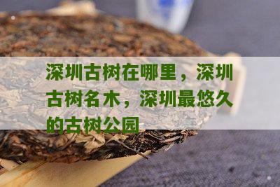 深圳古树在哪里，深圳古树名木，深圳最悠久的古树公园