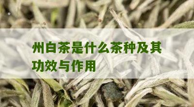 州白茶是什么茶种及其功效与作用