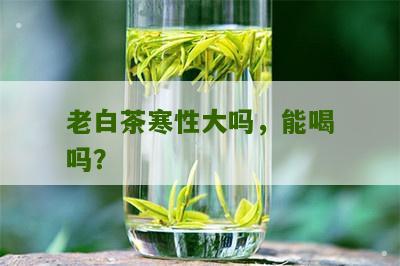 老白茶寒性大吗，能喝吗？