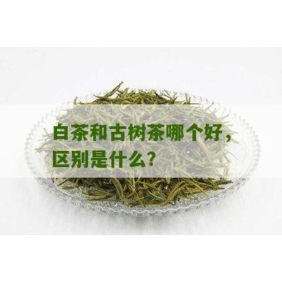 白茶和古树茶哪个好，区别是什么？