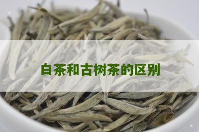 白茶和古树茶的区别