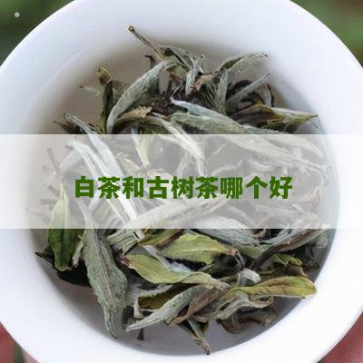 白茶和古树茶哪个好