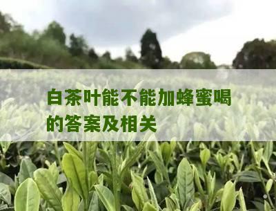 白茶叶能不能加蜂蜜喝的答案及相关