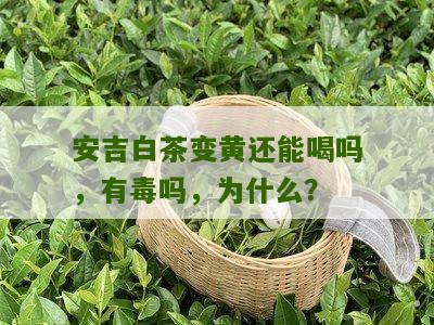 安吉白茶变黄还能喝吗，有毒吗，为什么？