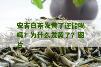 安吉白茶发黄了还能喝吗？为什么发黄了？图片