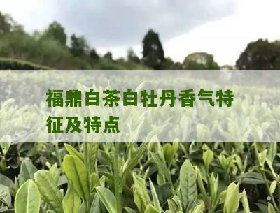 福鼎白茶白牡丹香气特征及特点