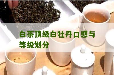 白茶顶级白牡丹口感与等级划分