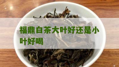 福鼎白茶大叶好还是小叶好喝