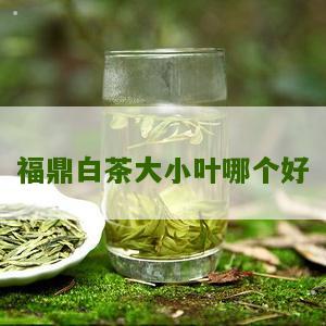 福鼎白茶大小叶哪个好