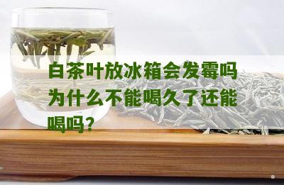 白茶叶放冰箱会发霉吗为什么不能喝久了还能喝吗？