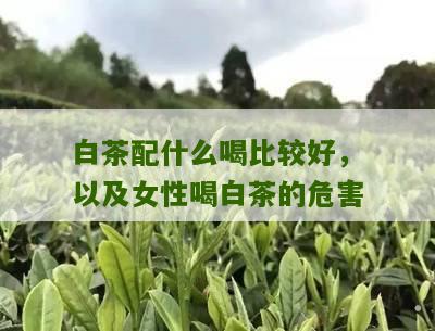 白茶配什么喝比较好，以及女性喝白茶的危害