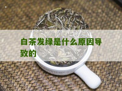 白茶发绿是什么原因导致的