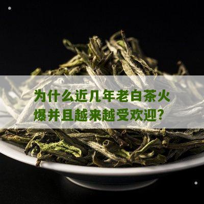 为什么近几年老白茶火爆并且越来越受欢迎?