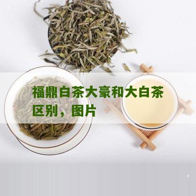 福鼎白茶大豪和大白茶区别，图片