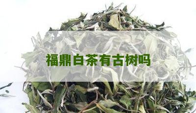 福鼎白茶有古树吗