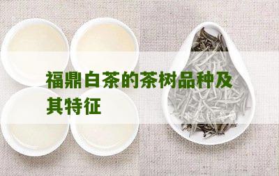 福鼎白茶的茶树品种及其特征