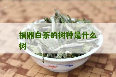 福鼎白茶的树种是什么树