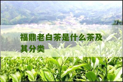 福鼎老白茶是什么茶及其分类