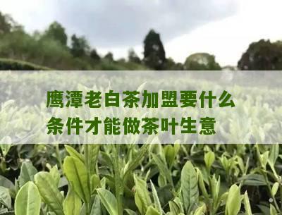 鹰潭老白茶加盟要什么条件才能做茶叶生意