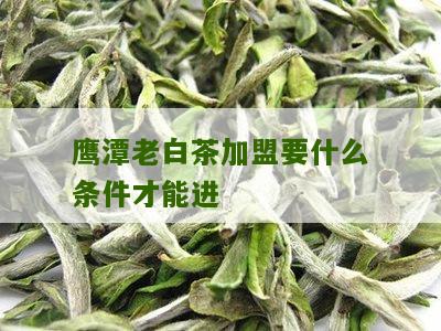 鹰潭老白茶加盟要什么条件才能进