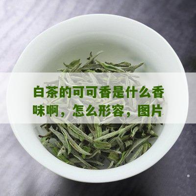 白茶的可可香是什么香味啊，怎么形容，图片