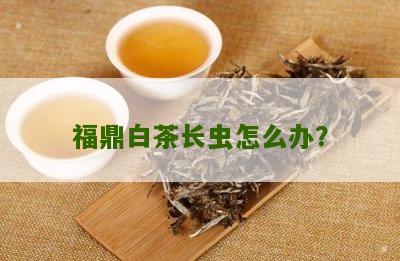 福鼎白茶长虫怎么办？