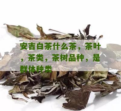 安吉白茶什么茶，茶叶，茶类，茶树品种，是群体种类