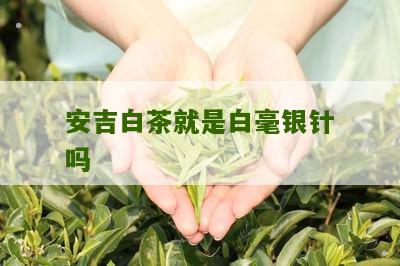 安吉白茶就是白毫银针吗