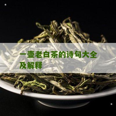 一壶老白茶的诗句大全及解释