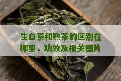 生白茶和熟茶的区别在哪里，功效及相关图片