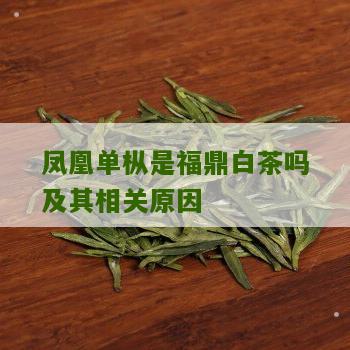 凤凰单枞是福鼎白茶吗及其相关原因