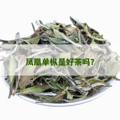 凤凰单枞是好茶吗？